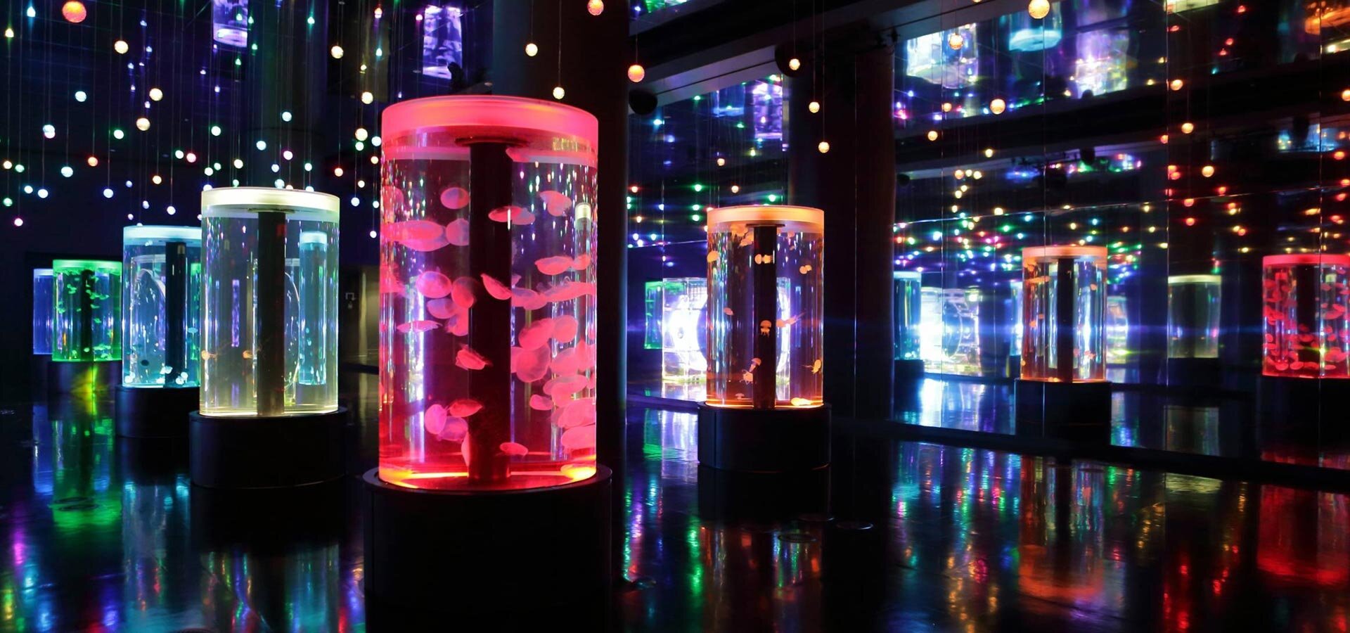 🐬 맥셀 아쿠아파크 시나가와 이미지 8